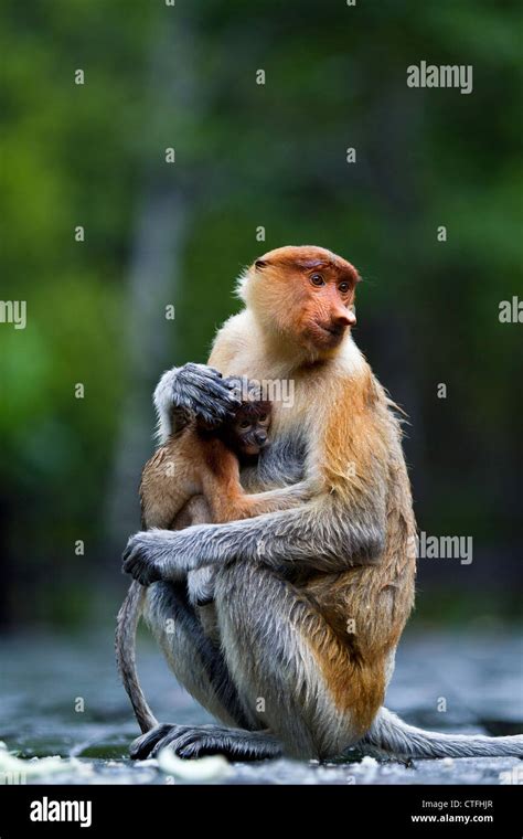 Female Proboscis Monkey Nasalis Larvatus With Baby Sabah Borneo Stock