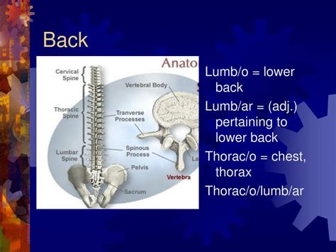 Lumb O Medical Term