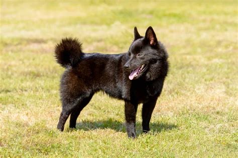 schipperke stock  royalty  schipperke images depositphotos
