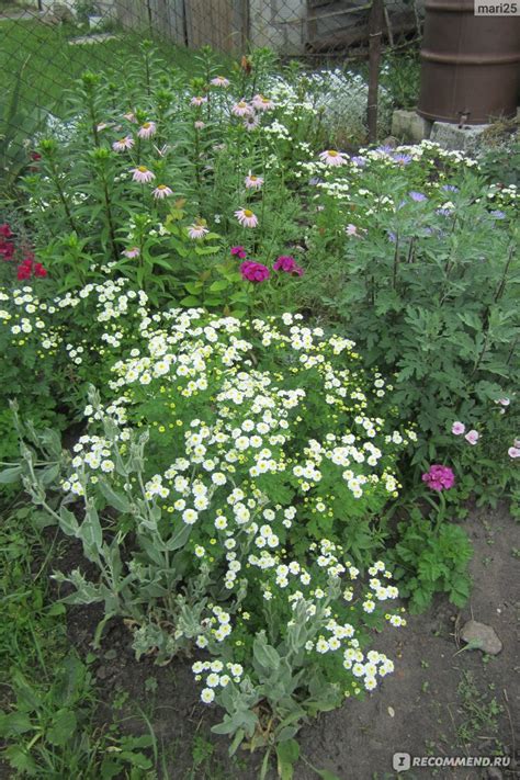 Пиретрум девичий (Рyrethrum parthenium), ( хризантема девичья, поповник ...