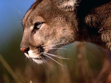 Cougar | The Biggest Animals Kingdom