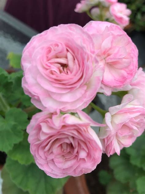 Kvarnlyckans Anna Jeanette Пеларгония Фото – Telegraph