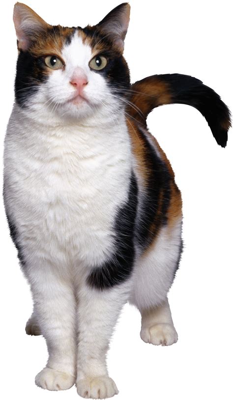 cat png  transparent hq png  freepngimg