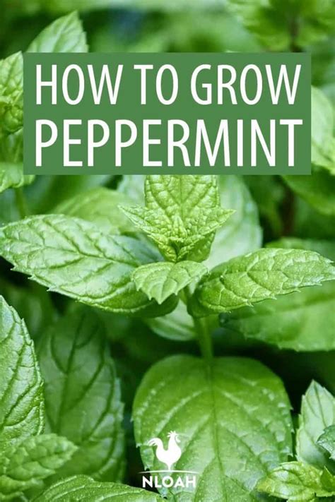 How To Plant And Grow Peppermint New Life On A Homestead