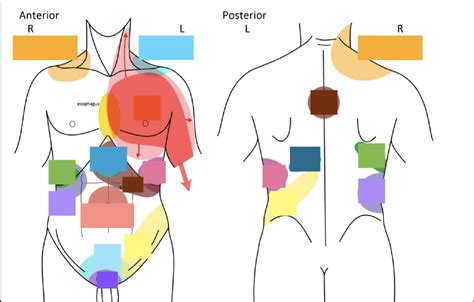 referred pain map diagram quizlet