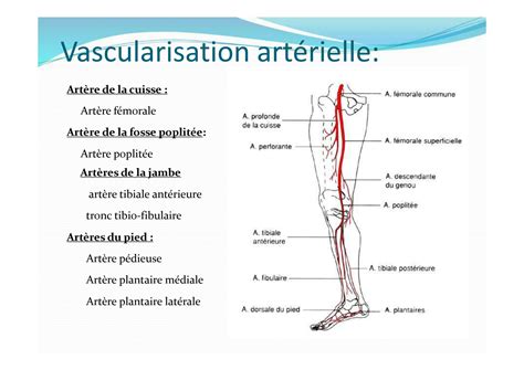 Solution Vascularisation Du Membre Inf Rieur Studypool