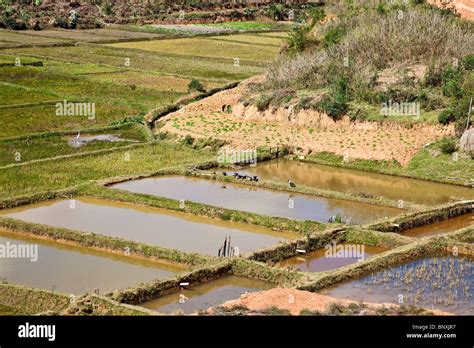 Rice Terraces Madagascar Hi Res Stock Photography And Images Alamy