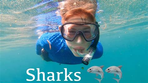 Swim with sharks around Koh Phangan, Amazing Thailand - YouTube