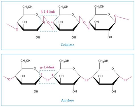 structure  cellulose  amylose