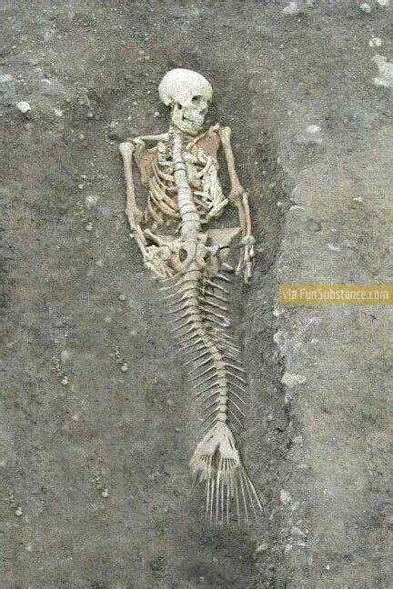 Mermaid skeleton on We Heart It | Mermaid skeleton, Real mermaids, Real ...