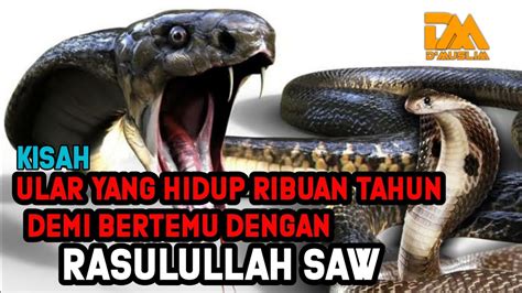 Kisah Ular Yang Hidup Ribuan Tahun Demi Bertemu Rasulullah Saw Dialog