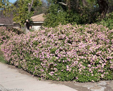 Lantana + cvs - Waterwise Garden Planner