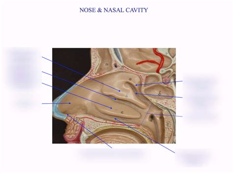 Nose And Nasal Cavity Diagram Quizlet