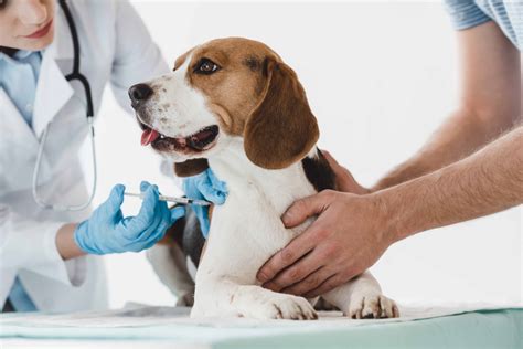 Dog Owner's Guide to DHLPP & DHPP Vaccination (DISTEMPER VACCINE)