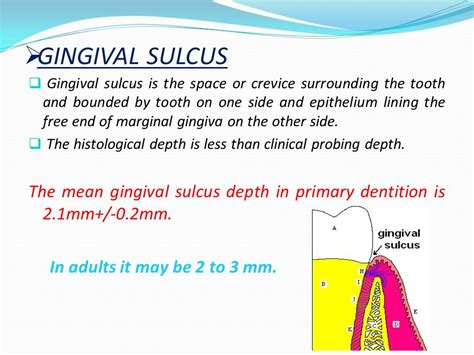 Gingival Sulcus Depth