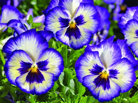 How-To Production: WonderFall Trailing Pansy - Greenhouse Grower