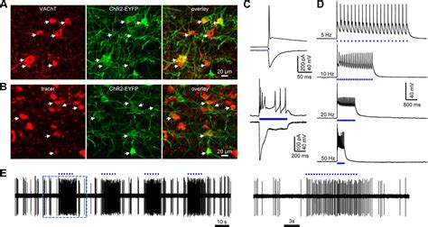 Optogenetic Activation Of Basal Forebrain Cholinergic Neurons Modulates