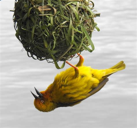 Ploceus Capensis Capensis Cape St Francis BioDiversity4All