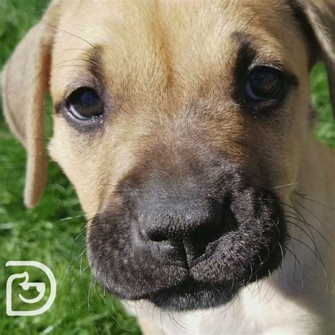 The Heartwarming Reasons Why People Adore Puppies - Hunter Games Magazine