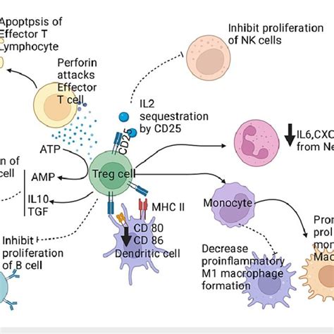 illustrating  regulatory effect   regulatory cells   immune