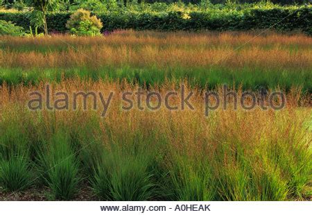 Scampston Hall Yorkshire Design Piet Oudolf Panicum Virgatum Heavy