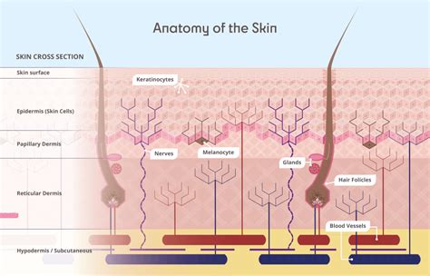 Anatomy Of The Skin Light Skin Science