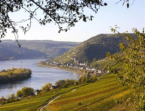 Wine And Culture Tour Rheingau Wine And Golf Country