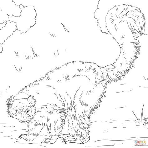 Red Ruffed Lemur coloring page | Free Printable Coloring Pages