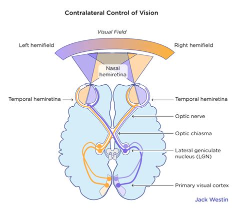 Visual Processing Vision Mcat Content