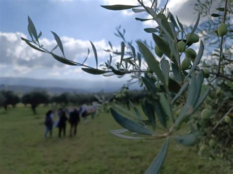 Cimin Il Ottobre La Camminata Tra Gli Olivi