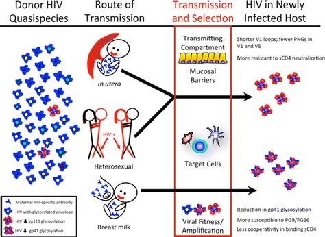 Breast Milk And In Utero Transmission Of Hiv Select For Envelope