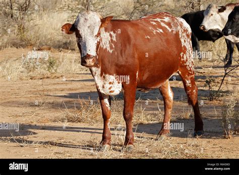 Sanga Cattle Stock Photos And Sanga Cattle Stock Images Alamy
