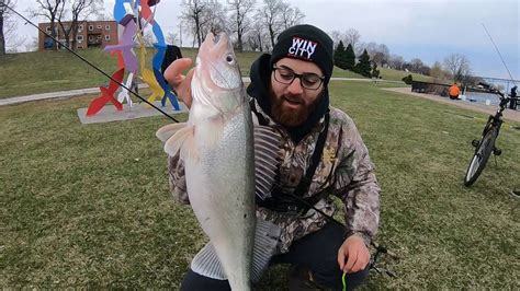 Big Detroit River Walleye Spring Walleye Run Youtube