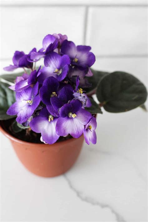 6 Best Pots for African Violets - Paisley Plants