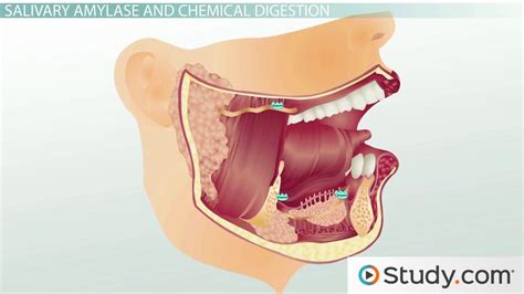 Mouth & Throat Anatomy | Diagram, Parts & Functions - Video & Lesson Transcript | Study.com