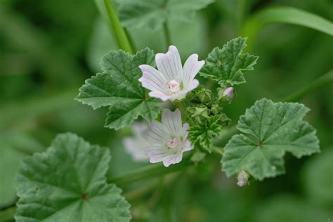 Просвирник растения (78 фото)