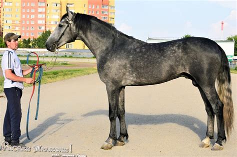 Жеребец Жан, цена: 400000 руб, в Тюменской области, фото