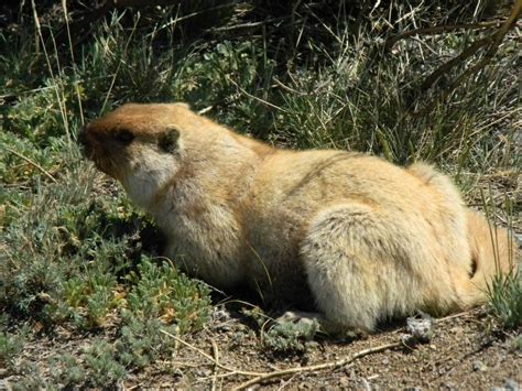 Тарбаган – степной грызун