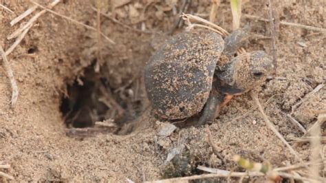 When Do Painted Turtle Eggs Hatch - Turtlean