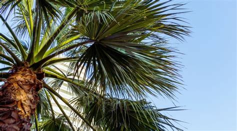 Palmier Washingtonia Robusta Le Guide Complet Pour Une Touche D