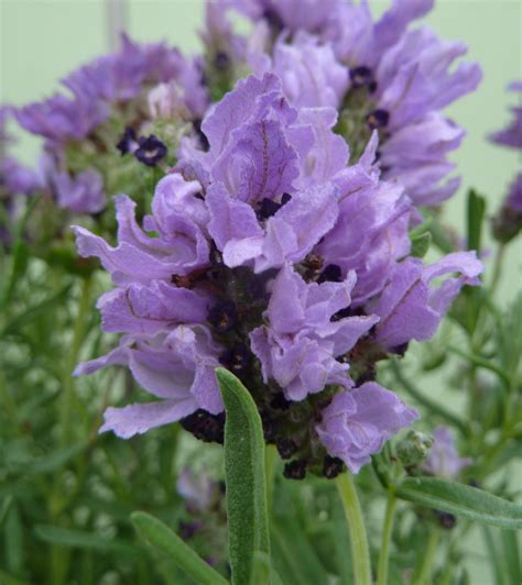 Lavender Sensation Lavish Double Blue - Ball