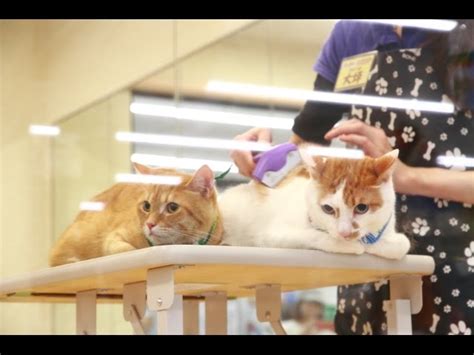 GOODBYE UD NAKED PALETTE REVISITING OLD FAVORITES ichaowu 愛潮物