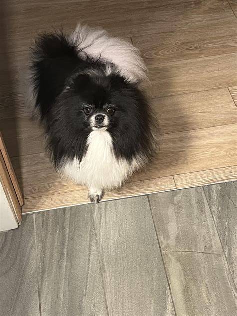 Lana has her bilateral luxating patella surgery next week. Any advice