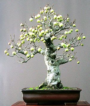 Яблоня (Malus sp.)