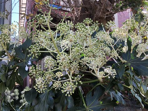 botanica