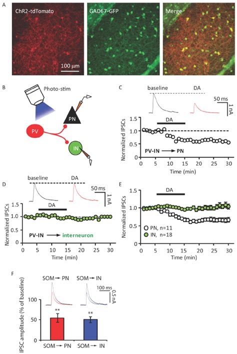 Selective Modulation Of Gabaergic Transmission From Pv Ins To Pns By