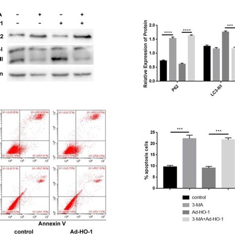 Autophagy Inhibition By 3 Ma Enhances Apoptosis In Ho 1 Overexpressing