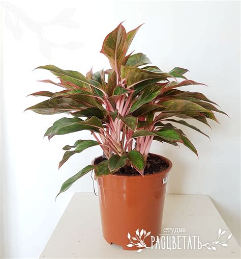 Аглаонема Крит — Студия Расцветать