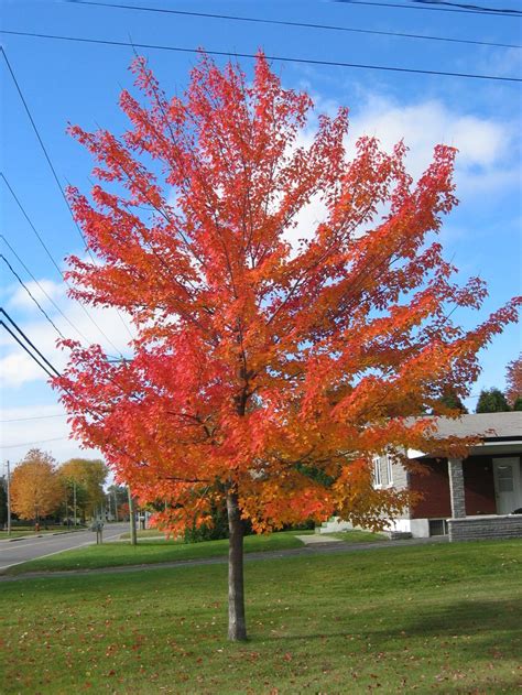 Acer Rubrum Red Maple Leafland Limited Best Price Buy Trees