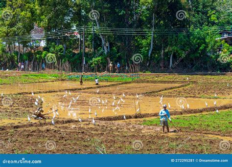 The View of Tea Plantation of Sri Lanka Editorial Photo - Image of factory, ceylon: 272295281